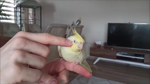 How to make your cockatiel happy #5