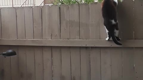 Sneaky Cat Scales Fence