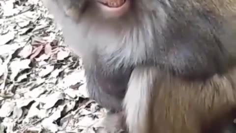 laughing monkey