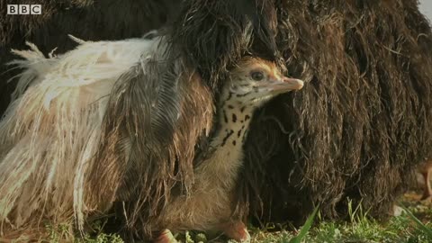 Ostrich Vs Zalika the Hyena | Serengeti: Story Told by John Boyega | BBC Earth