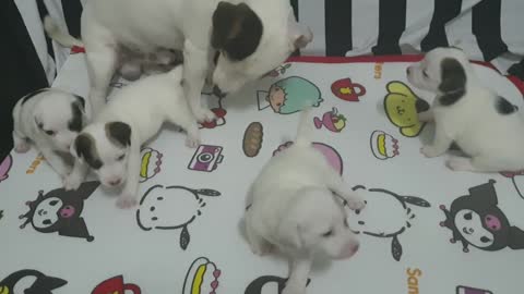 Puppies Playing With Her Mother