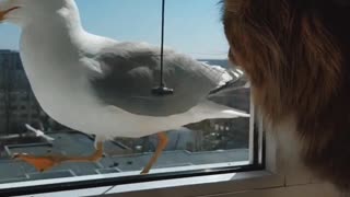 Cat meets seagull through a window