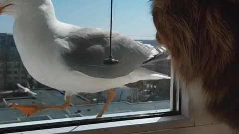 Cat meets seagull through a window