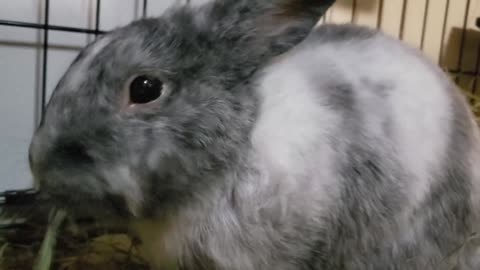 Enrichment for Bunny.