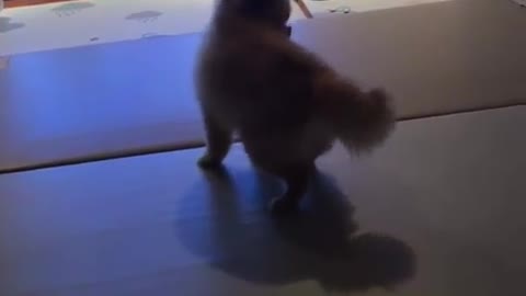 Crazy Pomeranian can't stop spinning in circles