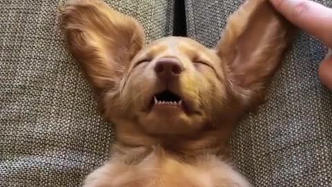 The dog is sleeping on the seam of the sofa.