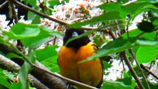 Oriole