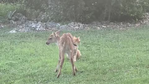 Fawnzi the fawn challenges Otto the cat!