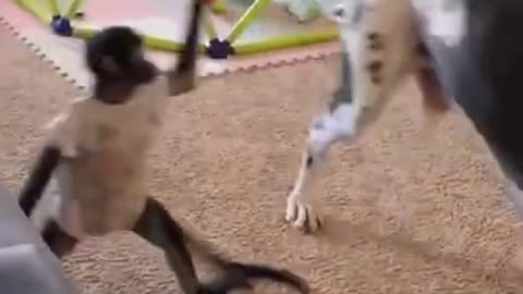 Great Dane vs monkey too much funny