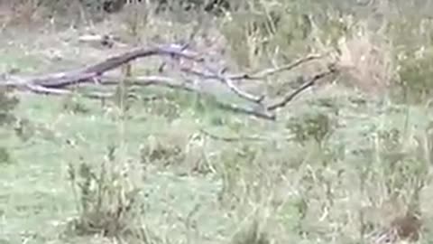 An epic battle between a python and a leopard caught on camera during a safari