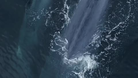 Blue whale mom & calf majestically filmed from drone