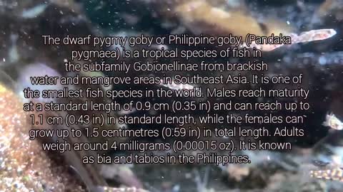 Pandaka Pygmaea (Dwarf Pygmaea Goby) | Smallest Fish In The World