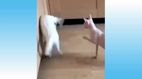 fighting cat