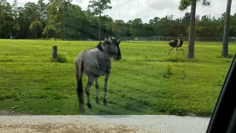 Ostriches Waving Goodby