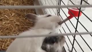 Rabbit Drinks Water in The Cage
