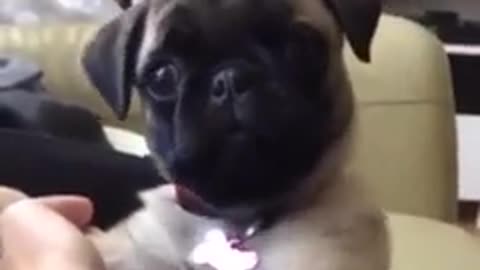 Introducing one of the world's cutest baby pug | Funny videos