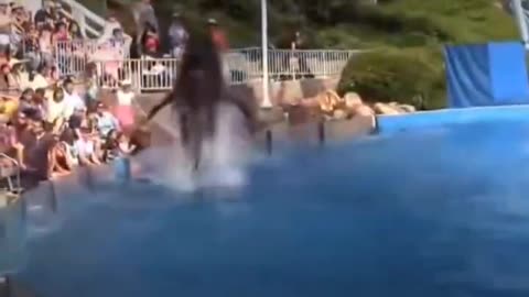 Angry dolphin show
