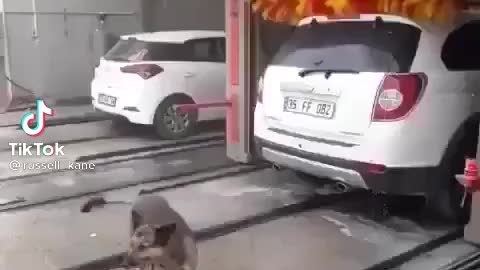 Dog car wash
