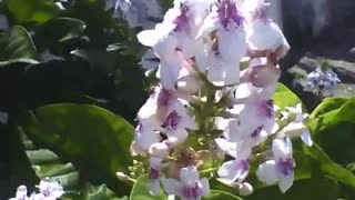 Beautiful white flowers on the sidewalk, middle is purple in color [Nature & Animals]