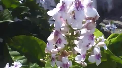 Beautiful white flowers on the sidewalk, middle is purple in color [Nature & Animals]