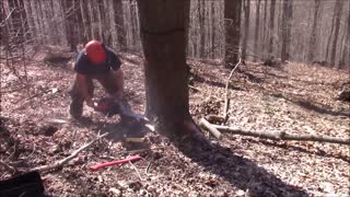 Husqvarna 562xp Logging East Coast Hardwood, Can It Be Productive?