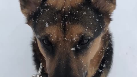 Slow motion snow hitting german shepard brown black dogs face
