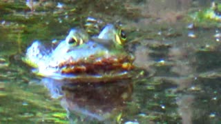 Bullfrog