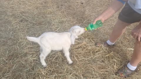 Dinner time for baby goat