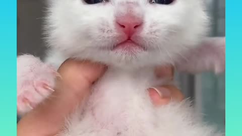 CUTEST VIDEO OF CAT