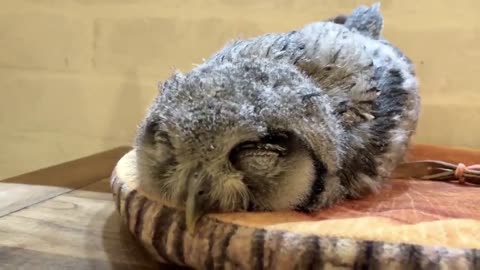 Baby Owl Trying to Have a Nap