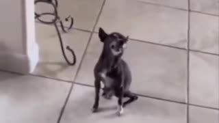 Dog's Epic Sneeze