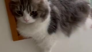 Cute kitten face adorable