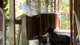 Cockatoo doesn’t like neighbors dog.