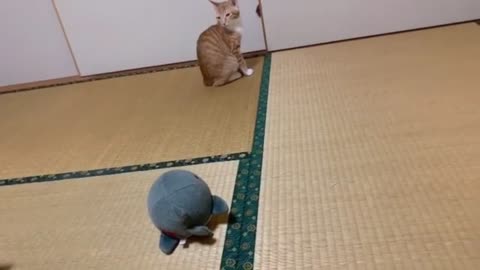 ferret and hedgehog and the cat are playing in the playroom.