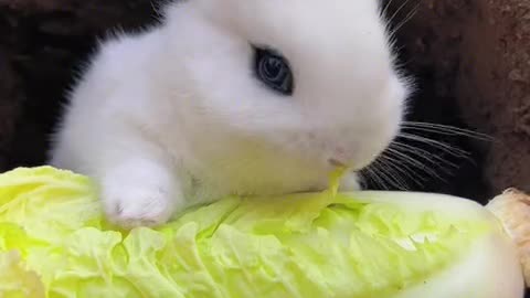 The little rabbit is munching on Chinese cabbage with all its might.