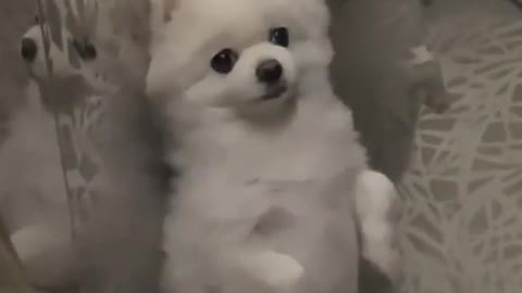 The pomeranian stands like a man in the elevator