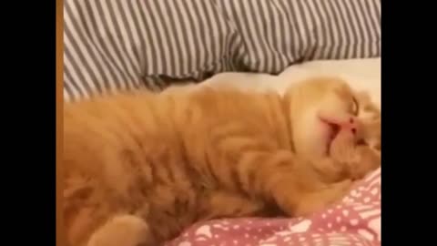 Funny Sleeping Brown Cat