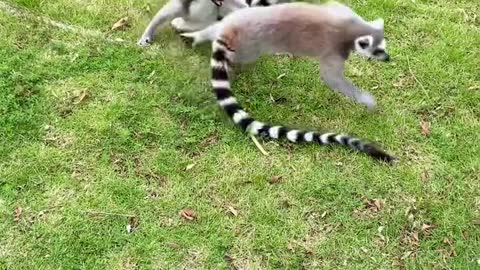 The lemur