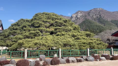 Pine tree in Buddhist temple in Korea(2)