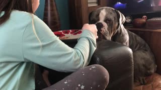 Hungry dog intensely stares at girl eating dinner