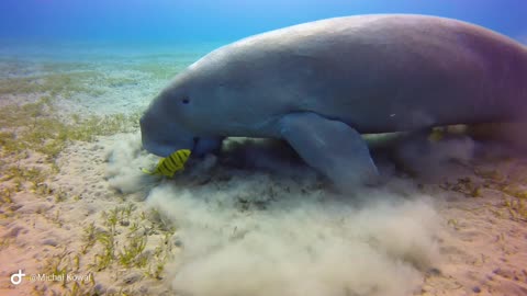 Majestic Sea Cow Grazes on Seagrass