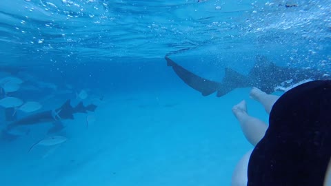 Woman Films The Moment She Gets Bit By A Nurse Shark