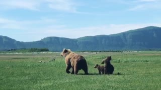 Cubs Copy Mother Bear