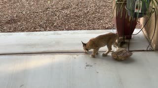 Bobcat Kittens Play Together On Patio