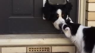 Saint bernard sticks head through doggie door looks at cat