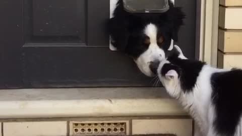 Saint bernard sticks head through doggie door looks at cat