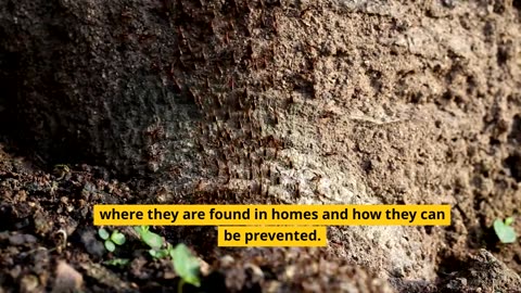 What Causes Termites?