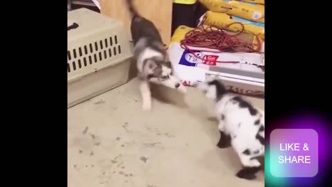 very funny cat and dog