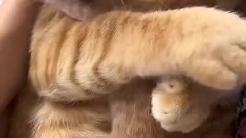 Funny and Cute Cats Videos #315