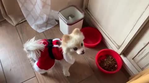 Talking Pomeranian Says Exactly What He Wants